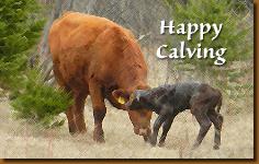 Put your catalogue here!